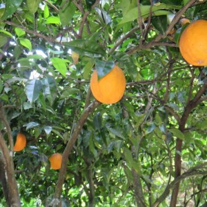 laranjas_sq